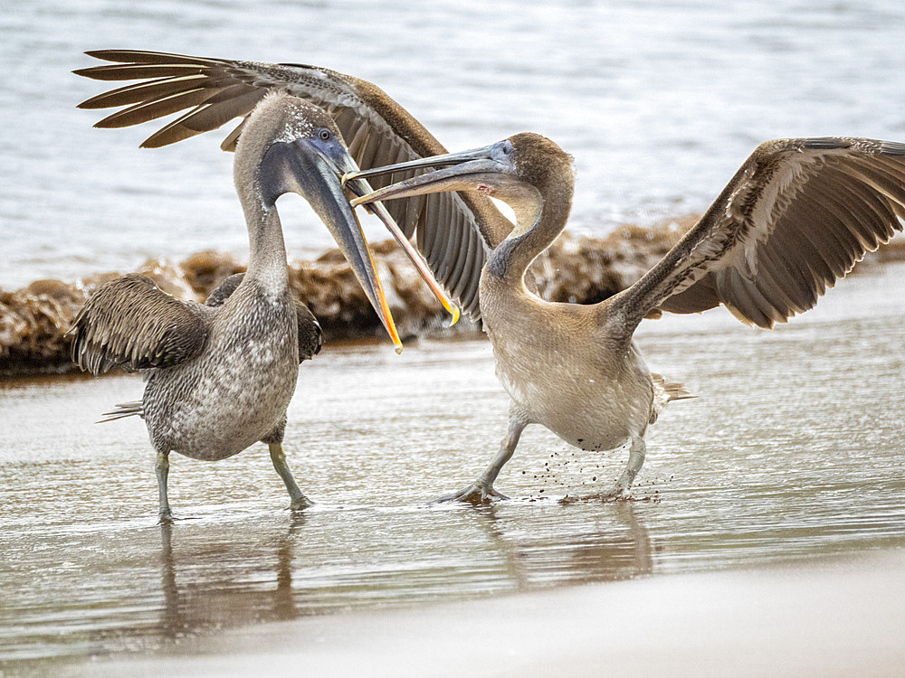 Juvenile brown pelicans (Pelecanus occidentalis), in Buccaneer Cove, Santiago Island, Galapagos Islands, UNESCO World Heritage Site, Ecuador, South America