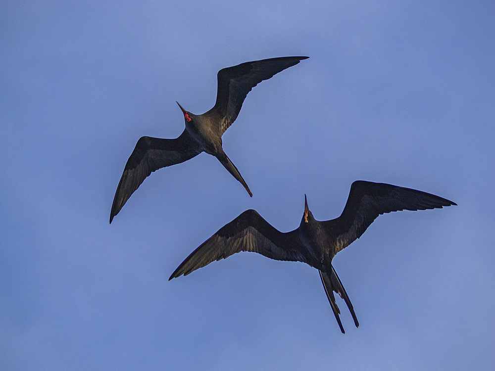 A pair of adult male great frigatebirds (Fregata minor), in flight over Fernandina Island, Galapagos Islands, UNESCO World Heritage Site, Ecuador, South America