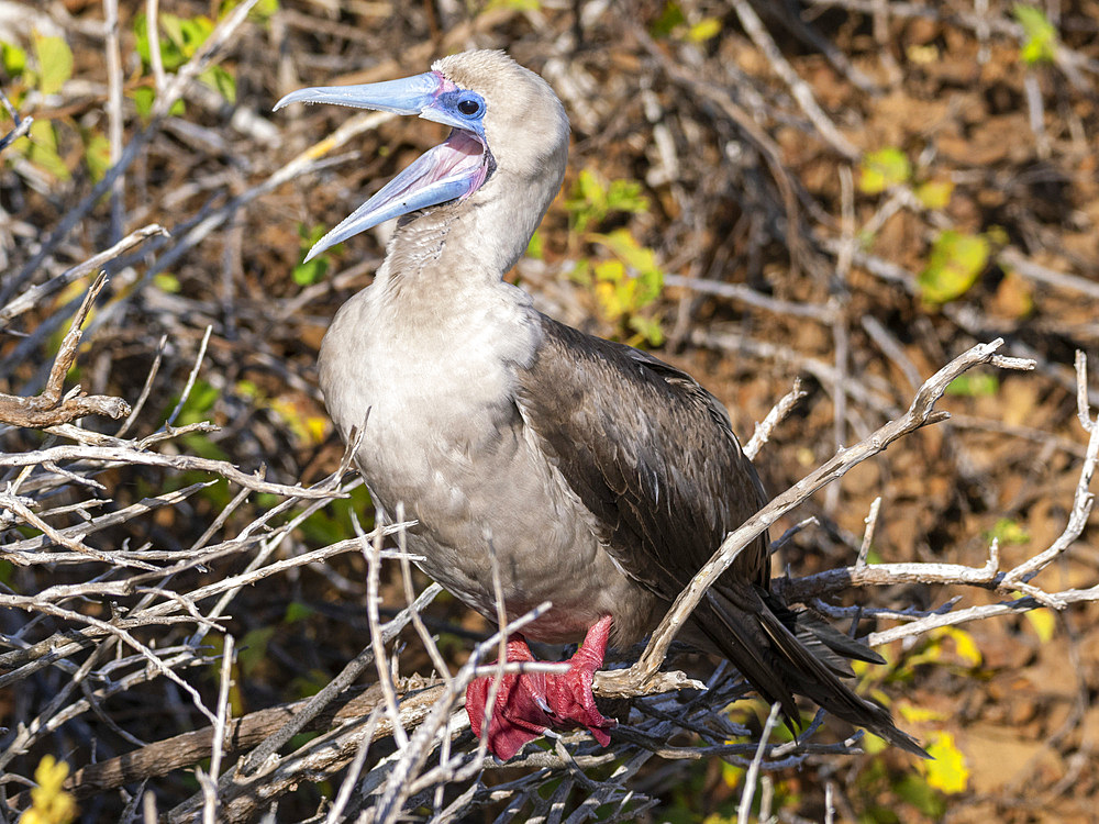 An adult red-footed booby (Sula sula), at Punta Pitt, San Cristobal Island, Galapagos Islands, UNESCO World Heritage Site, Ecuador, South America