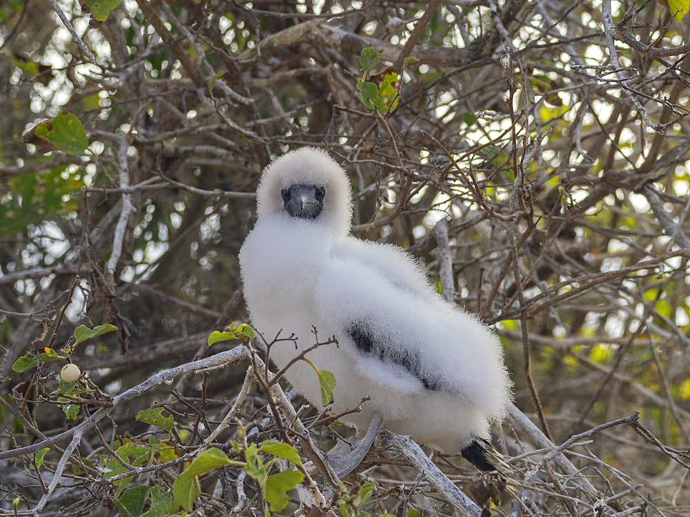 A red-footed booby (Sula sula) chick in a tree at Punta Pitt, San Cristobal Island, Galapagos Islands, UNESCO World Heritage Site, Ecuador, South America