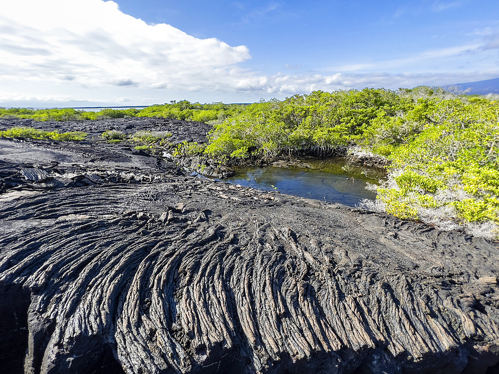 Pahoehoe lava on the youngest island in the Galapagos, Fernandina Island, Galapagos Islands, UNESCO World Heritage Site, Ecuador, South America