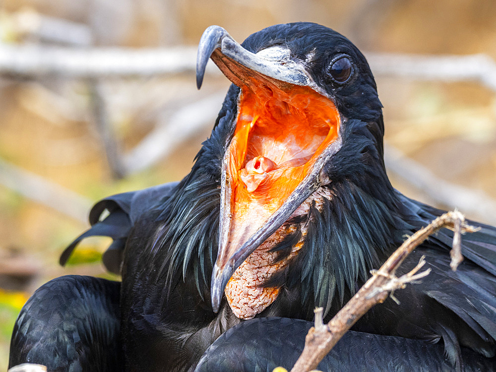 Adult male great frigatebird (Fregata minor), on the nest on North Seymour Island, Galapagos Islands, UNESCO World Heritage Site, Ecuador, South America