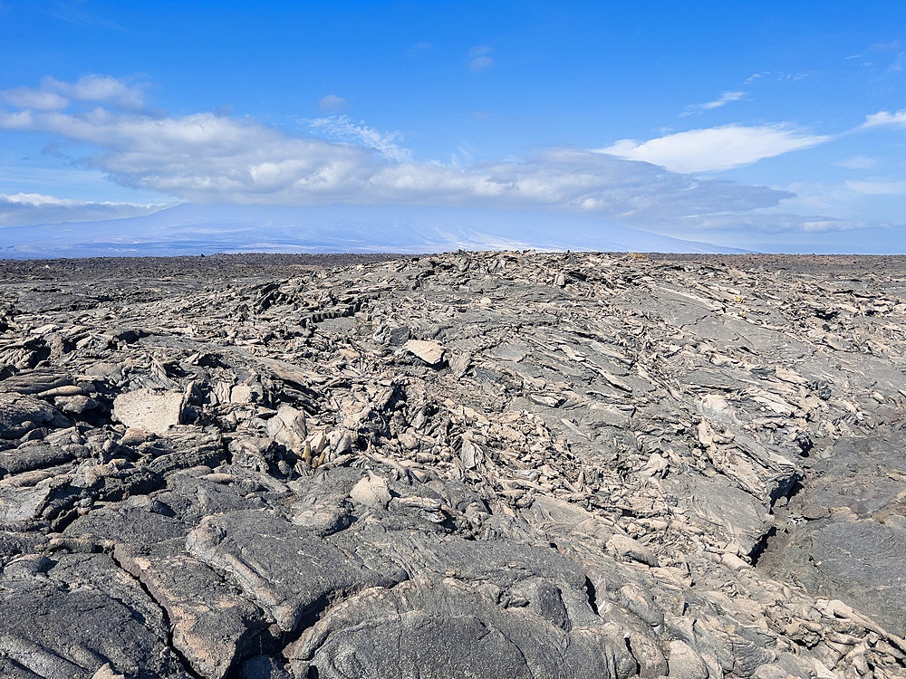 Pahoehoe lava on the youngest island in the Galapagos, Fernandina Island, Galapagos Islands, UNESCO World Heritage Site, Ecuador, South America