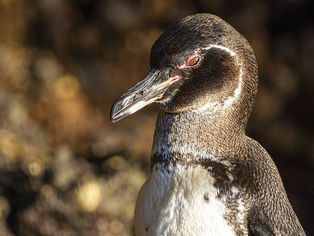 An adult Galapagos penguin (Spheniscus mendiculus), on the rocks in Urbina Bay, Galapagos Islands, UNESCO World Heritage Site, Ecuador, South America