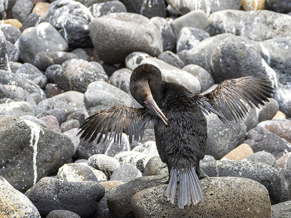 Adult flightless cormorant (Nannopterum harris), Isabela Island, Galapagos Islands, UNESCO World Heritage Site, Ecuador, South America