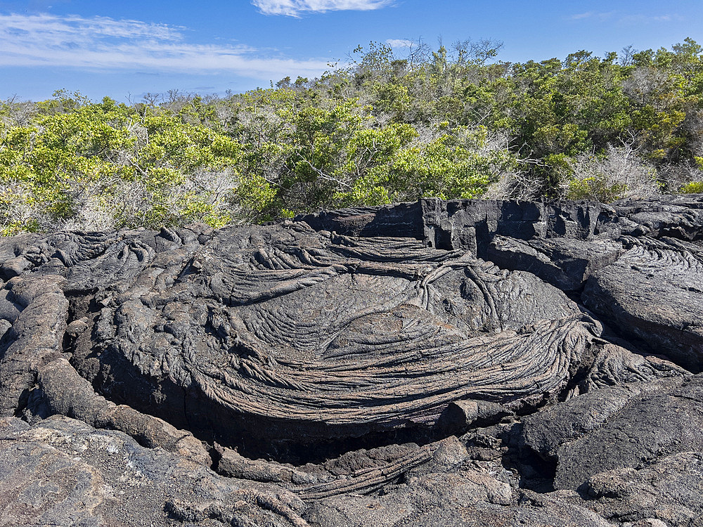 Pahoehoe lava on the youngest island in the Galapagos, Fernandina Island, Galapagos Islands, UNESCO World Heritage Site, Ecuador, South America