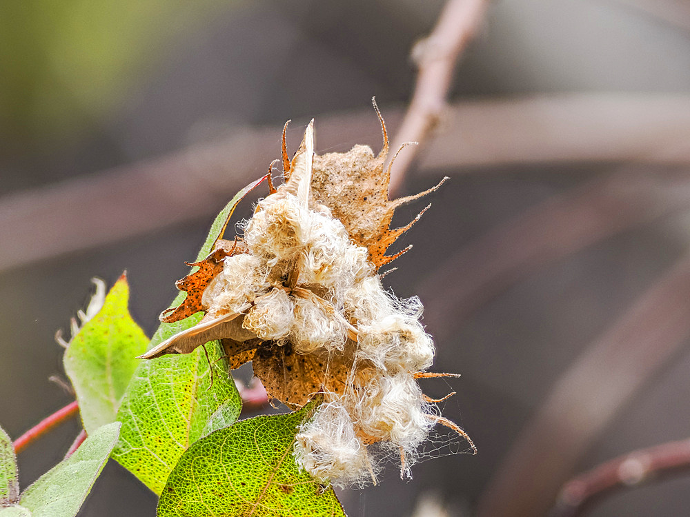 Darwin's cotton (Gossypium darwinii), Urbina Bay, Santiago Island, Galapagos Islands, UNESCO World Heritage Site, Ecuador, South America