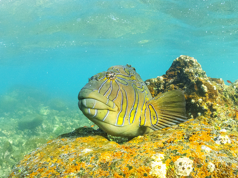 An adult giant hawkfish (Cirrhitus rivulatus), on the reef at Buccaneer Cove, Santiago Island, Galapagos Islands, UNESCO World Heritage Site, Ecuador, South America