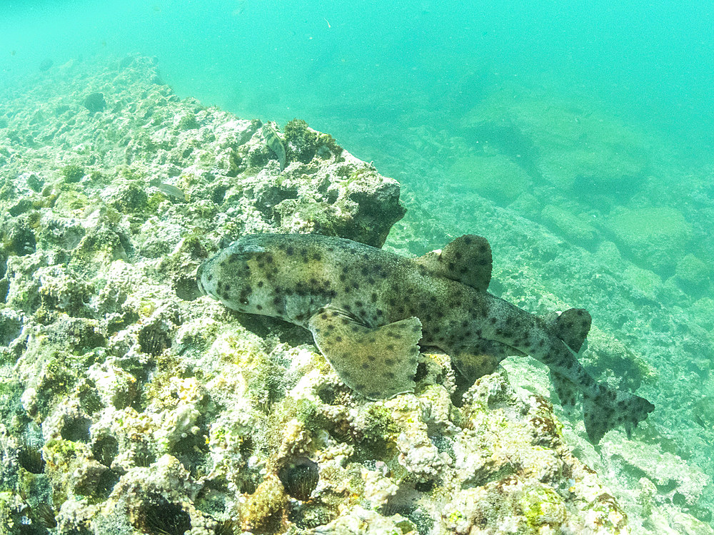 An adult Galapagos bullhead shark (Heterodontus quoyi), Buccaneer Cove, Santiago Island, Galapagos Islands, UNESCO World Heritage Site, Ecuador, South America