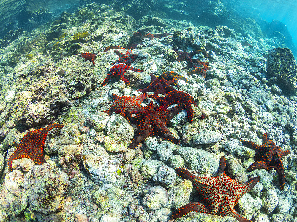 Panamic cushion star (Pentaceratser cumingi), in a scrum on Fernandina Island, Galapagos carpet (Sesuvium edmonstonei), Punta Pitt, San Cristobal Island, Galapagos, UNESCO World Heritage Site, Ecuador, South America