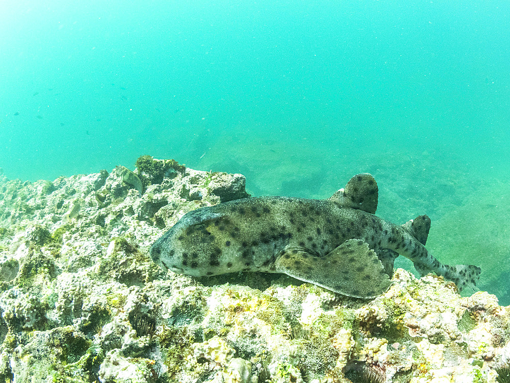 An adult Galapagos bullhead shark (Heterodontus quoyi), Buccaneer Cove, Santiago Island, Galapagos, UNESCO World Heritage Site, Ecuador, South America