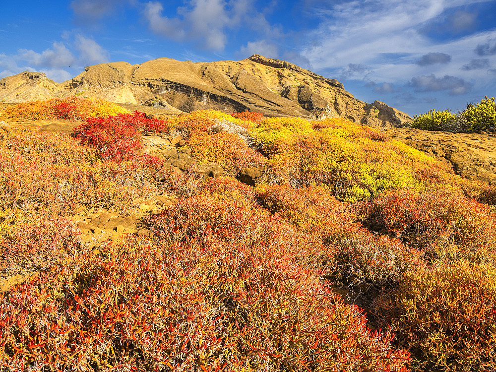 Galapagos carpet (Sesuvium edmonstonei), Punta Pitt, San Cristobal Island, Galapagos, UNESCO World Heritage Site, Ecuador, South America