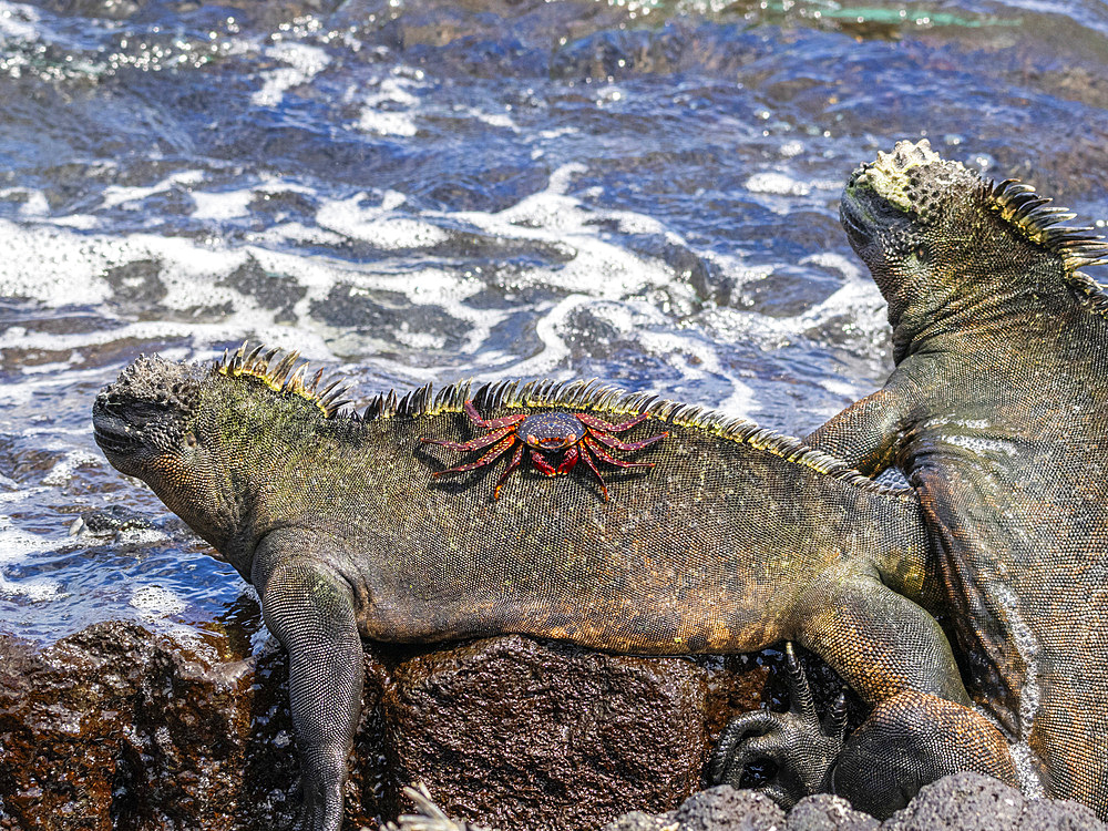 An adult Sally lightfoot crab (Grapsus grapsus), on a marine iguana on Fernandina island, Galapagos, UNESCO World Heritage Site, Ecuador, South America