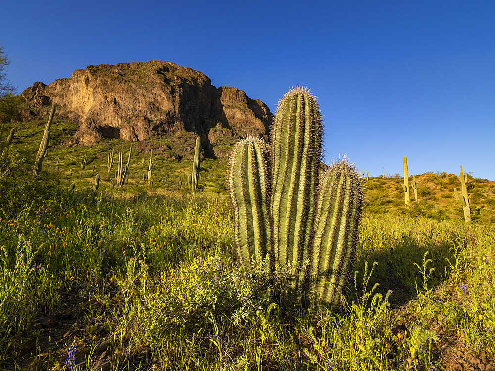 Saguaro cactus (Carnegiea gigantea) dot the land surrounding Picacho Peak, Picacho Peak State Park, Arizona, United States of America, North America