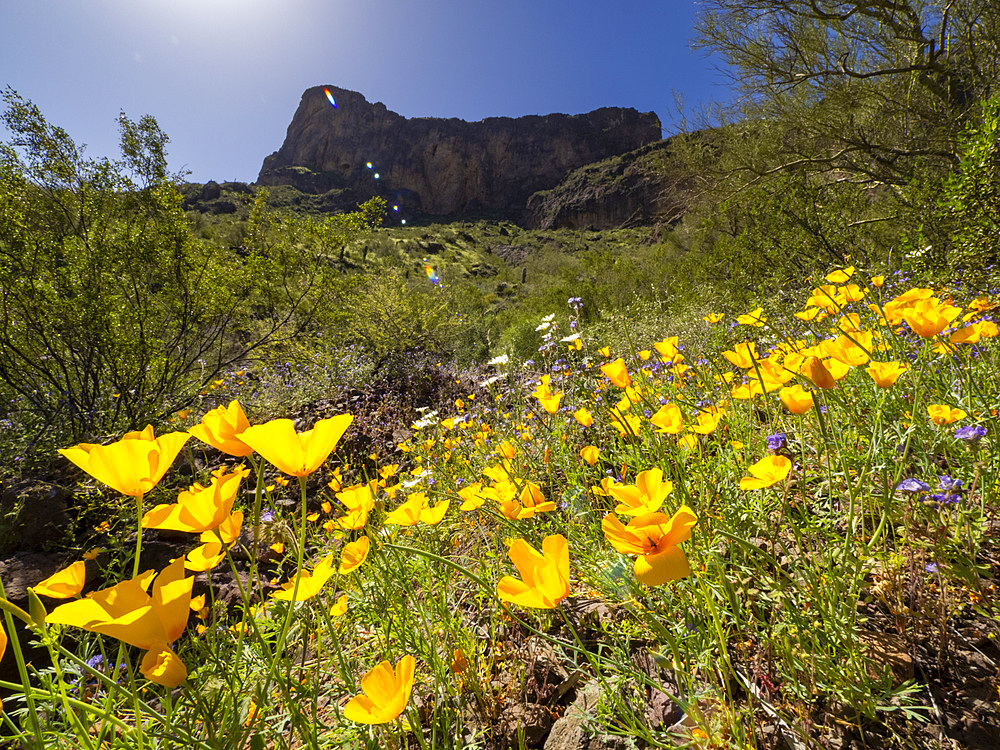 Wild flowers in bloom after a particularly good rainy season at Picacho Peak State Park, Arizona, United States of America, North America