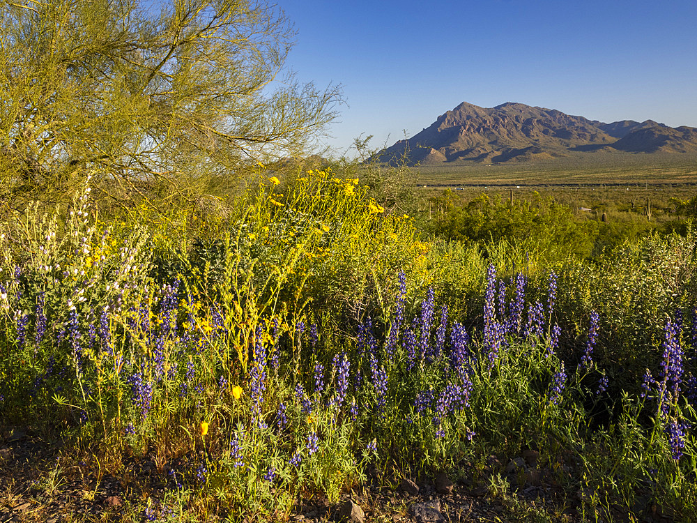 Wild flowers in bloom after a particularly good rainy season at Picacho Peak State Park, Arizona, United States of America, North America