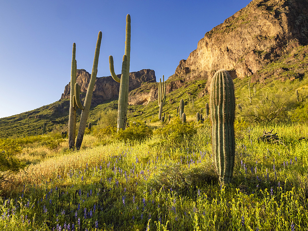 Saguaro cactus (Carnegiea gigantea) dot the land surrounding Picacho Peak, Picacho Peak State Park, Arizona, United States of America, North America