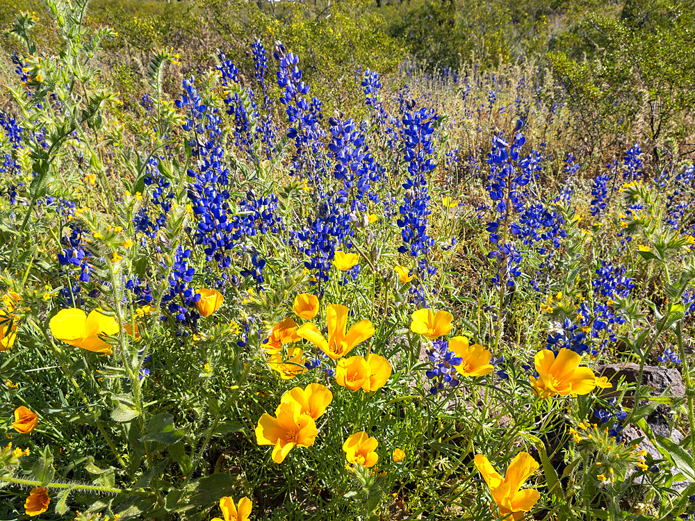 Wild flowers in bloom after a particularly good rainy season at Picacho Peak State Park, Arizona, United States of America, North America