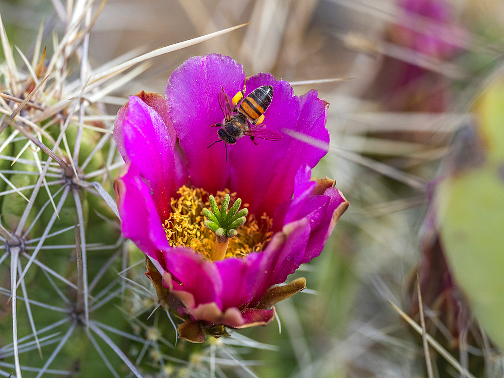 A western honey bee (Apis mellifera), on a strawberry cactus (Echinocereus enneacanthus), Big Bend National Park, Texas, United States of America, North America