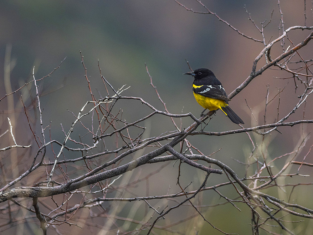 An adult Scotts oriole (Icterus parisorum), Big Bend National Park, Texas, United States of America, North America