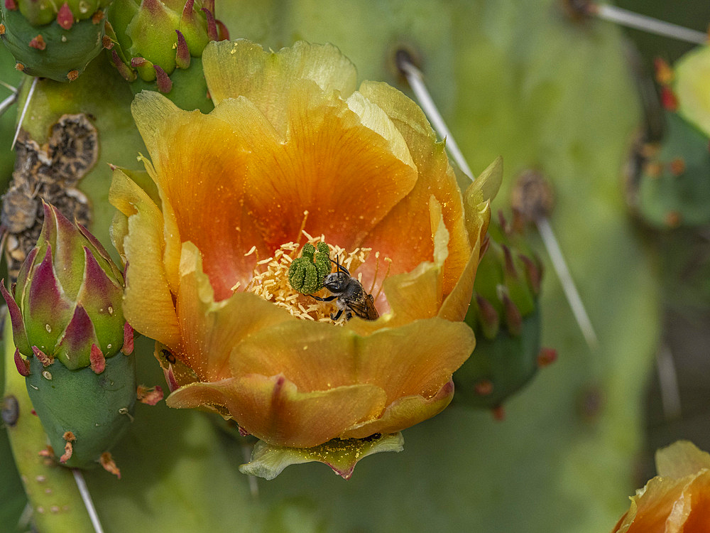 A flowering blind pricklypear cactus (Opuntia rufida), Big Bend National Park, Texas, United States of America, North America