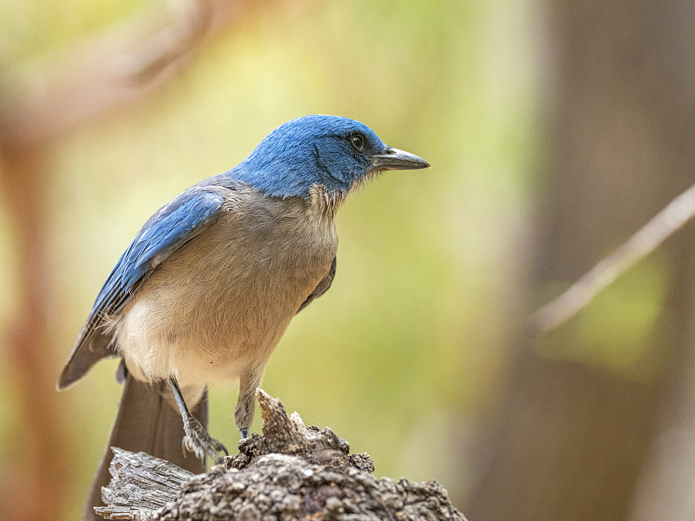 An adult Mexican jay (Aphelocoma wollweberi), Big Bend National Park, Texas, United States of America, North America