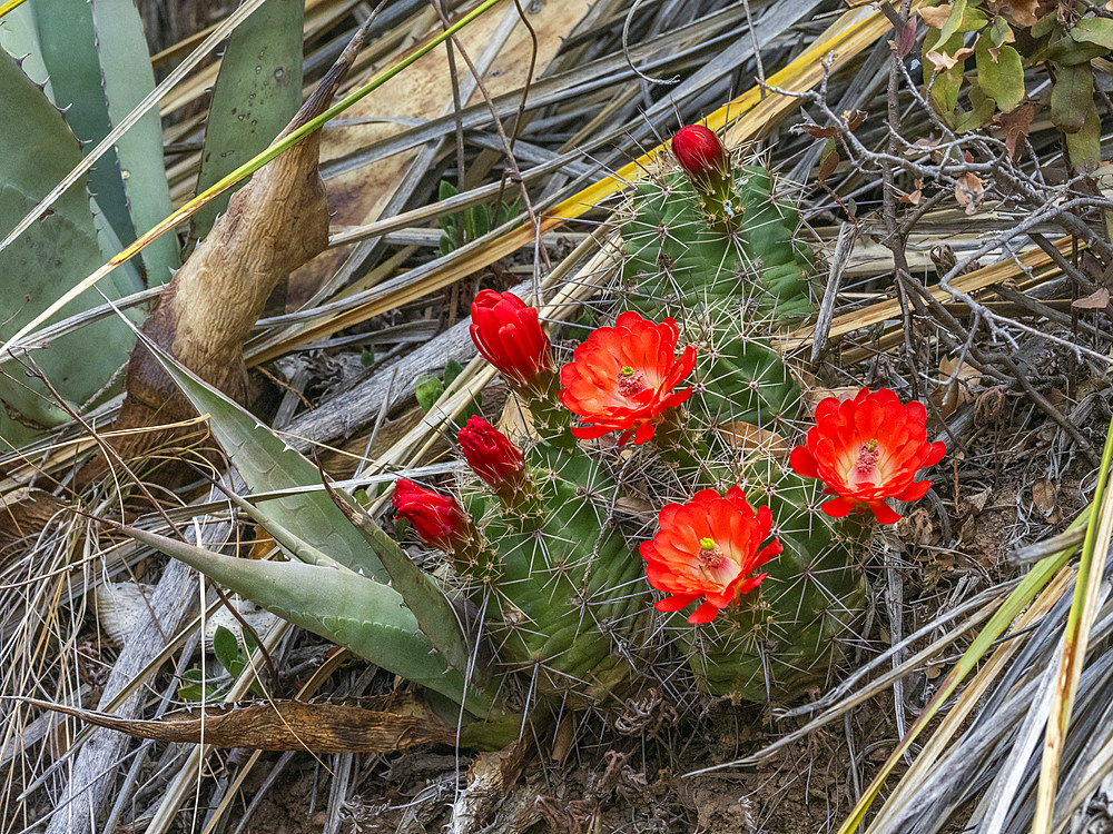 A flowering scarlet hedgehog cactus (Echinocereus coccineus), Big Bend National Park, Texas, United States of America, North America