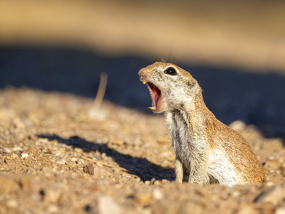 Round-tailed ground squirrel (Xerospermophilus tereticaudus), Brandi Fenton Park, Tucson, Arizona, United States of America, North America