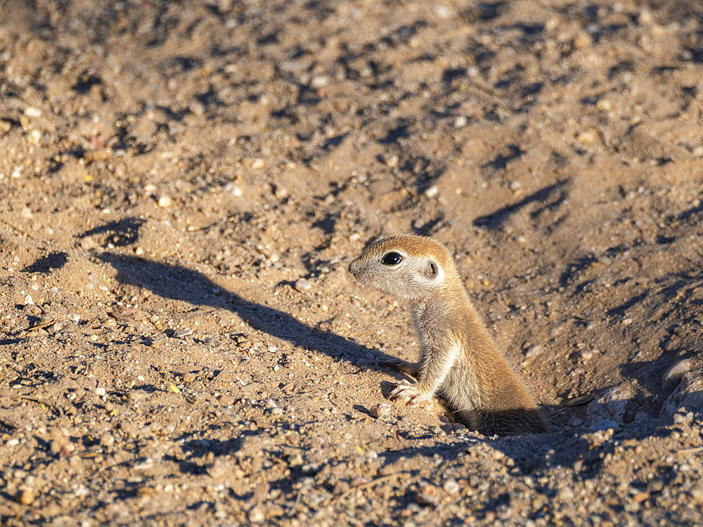 Round-tailed ground squirrel (Xerospermophilus tereticaudus), Brandi Fenton Park, Tucson, Arizona, United States of America, North America