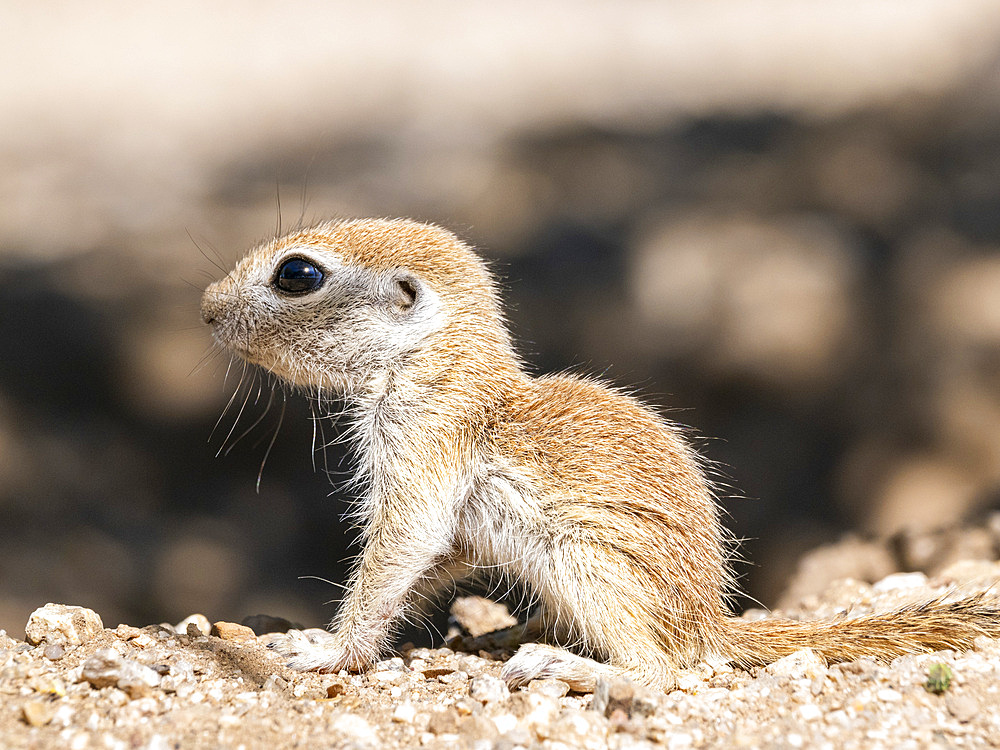 Round-tailed ground squirrel (Xerospermophilus tereticaudus), Brandi Fenton Park, Tucson, Arizona, United States of America, North America