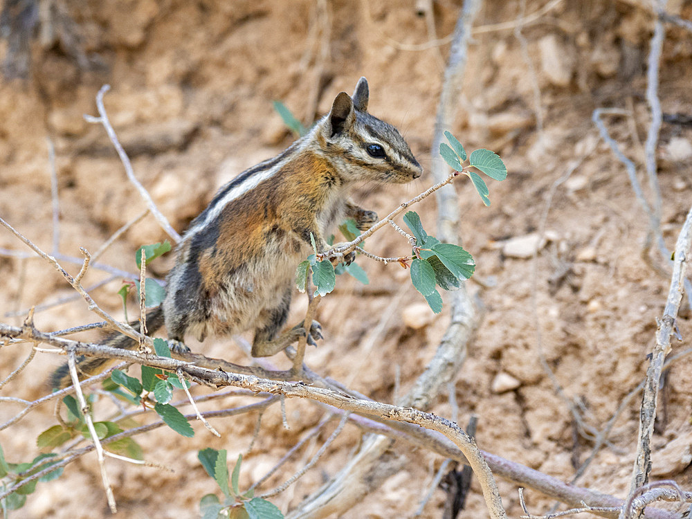 An adult Uinta chipmunk (Neotamias umbrinus), in Bryce Canyon National Park, Utah, United States of America, North America