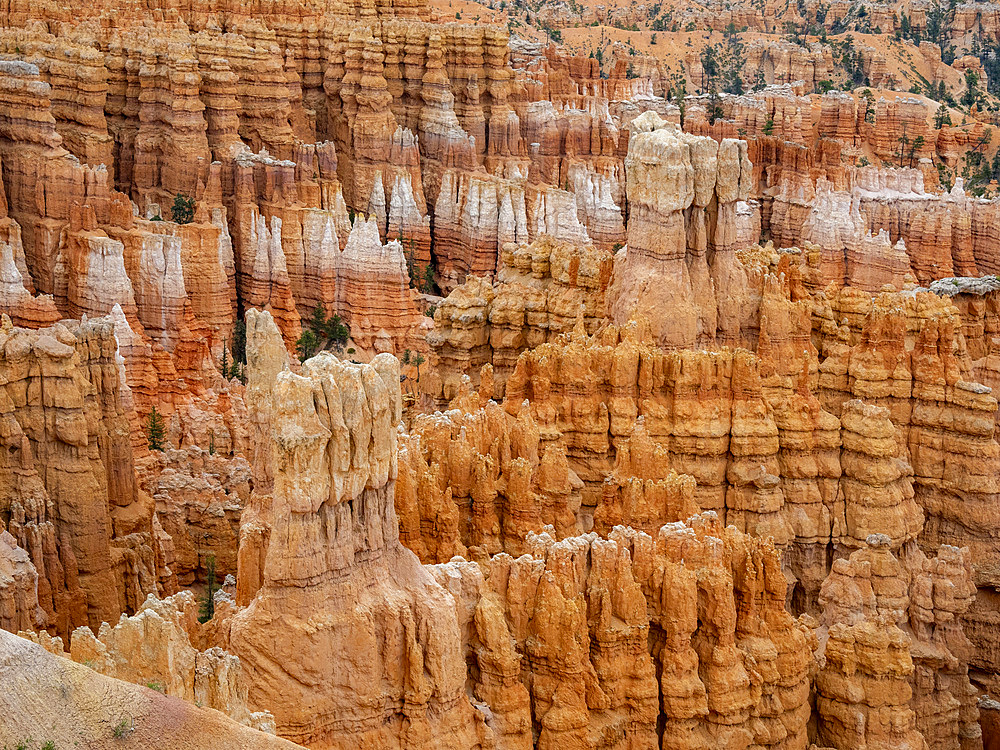 Red rock formations known as hoodoos in Bryce Canyon National Park, Utah, United States of America, North America