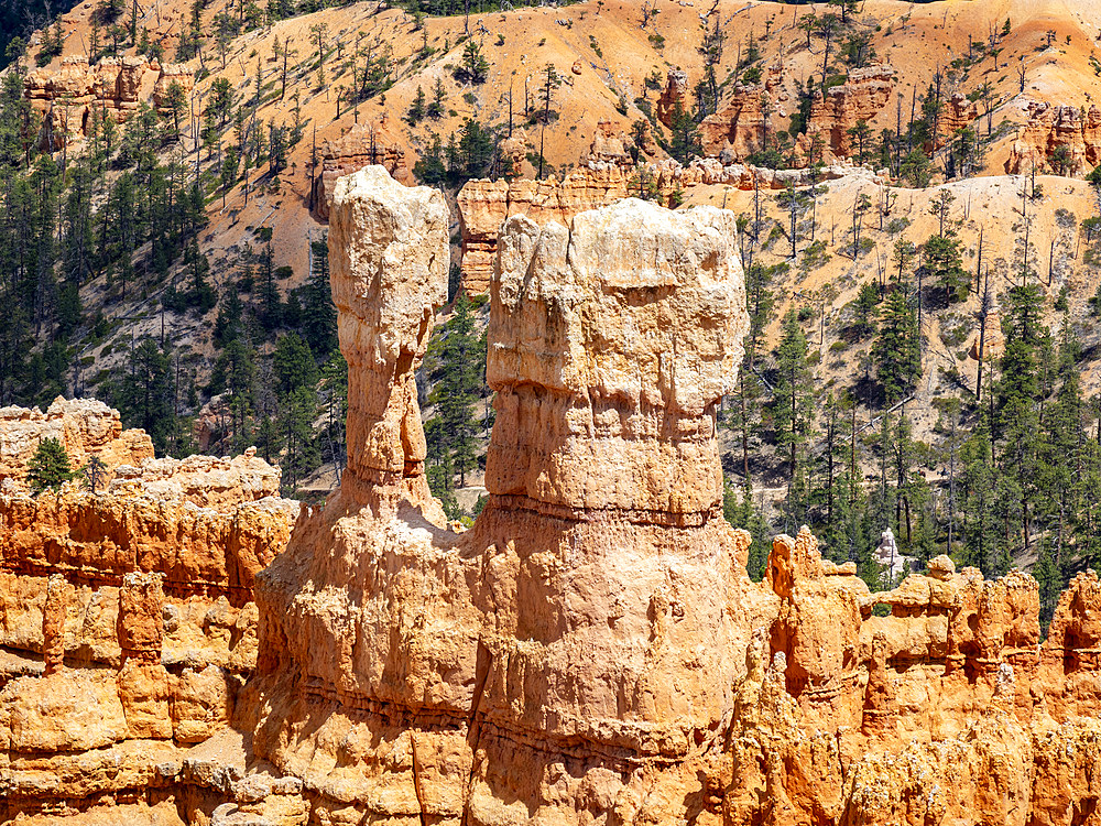 Red rock formations known as hoodoos in Bryce Canyon National Park, Utah, United States of America, North America