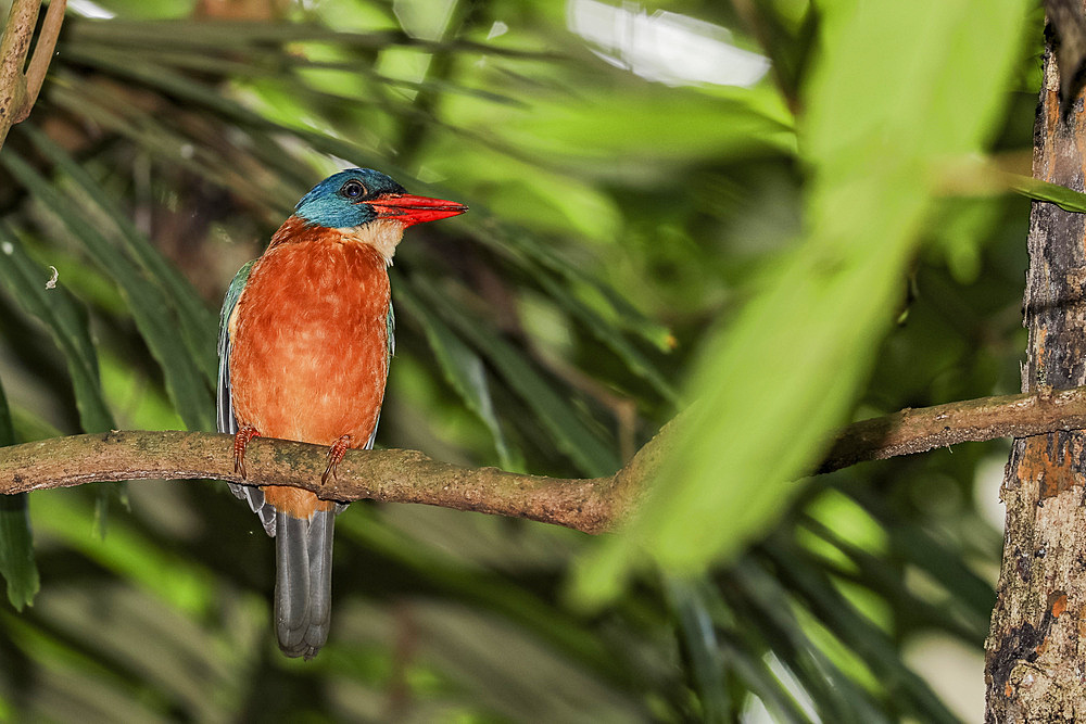 An adult stork-billed kingfisher (Pelargopsis capensis), perched in Tangkoko National Preserve on Sulawesi Island, Indonesia, Southeast Asia, Asia