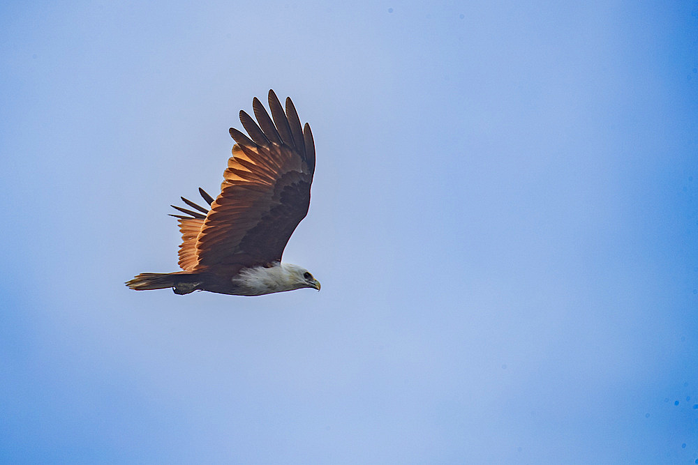 An adult Brahminy kite (Haliastur indus), in flight near Batu Hatrim, Raja Ampat, Indonesia, Southeast Asia, Asia