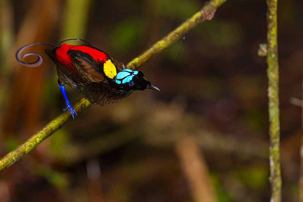 A male Wilson's bird-of-paradise (Cicinnurus respublica), in courtship display on Waigeo Island, Raja Ampat, Indonesia, Southeast Asia, Asia