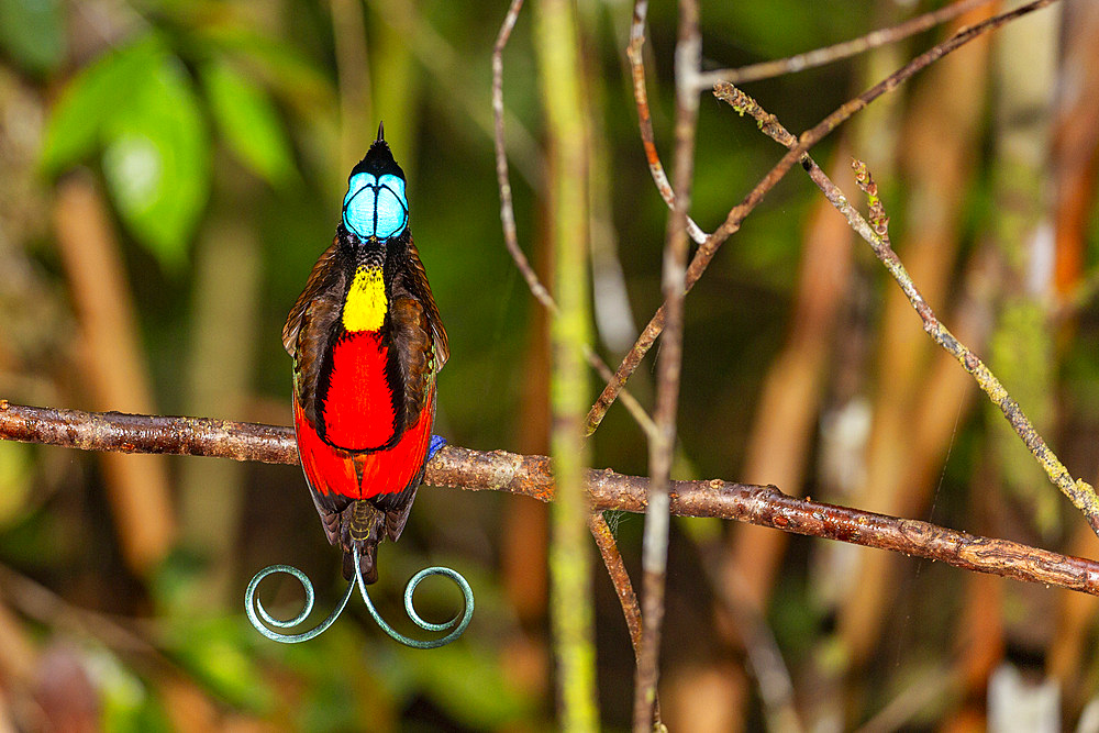 A male Wilson's bird-of-paradise (Cicinnurus respublica), in courtship display on Waigeo Island, Raja Ampat, Indonesia, Southeast Asia, Asia