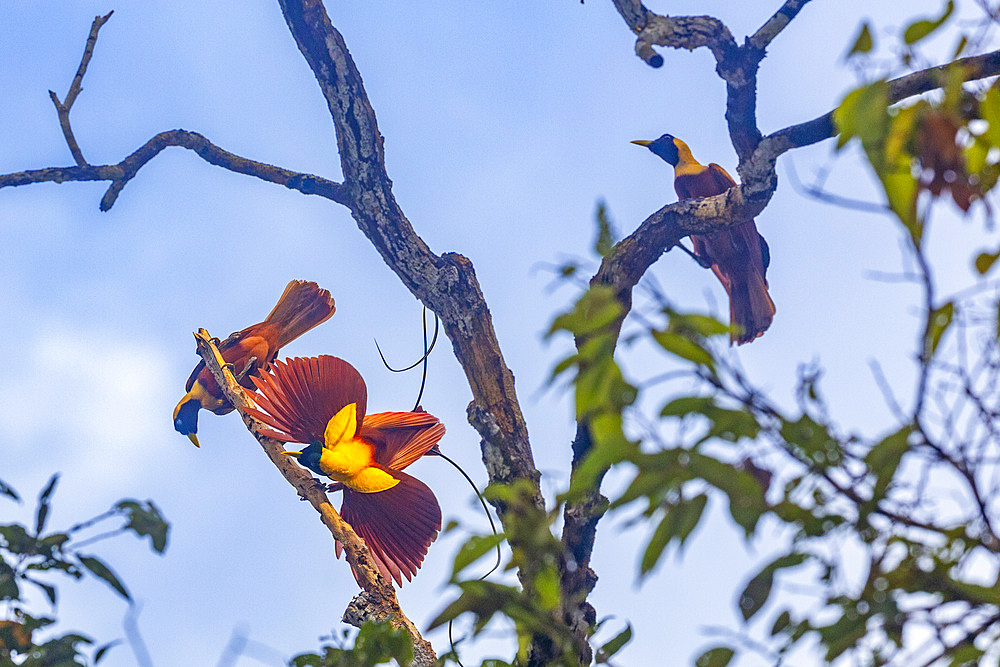 A pair of adult red birds-of-paradise (Paradisaea rubra), in courtship display on Gam Island, Raja Ampat, Indonesia, Southeast Asia, Asia