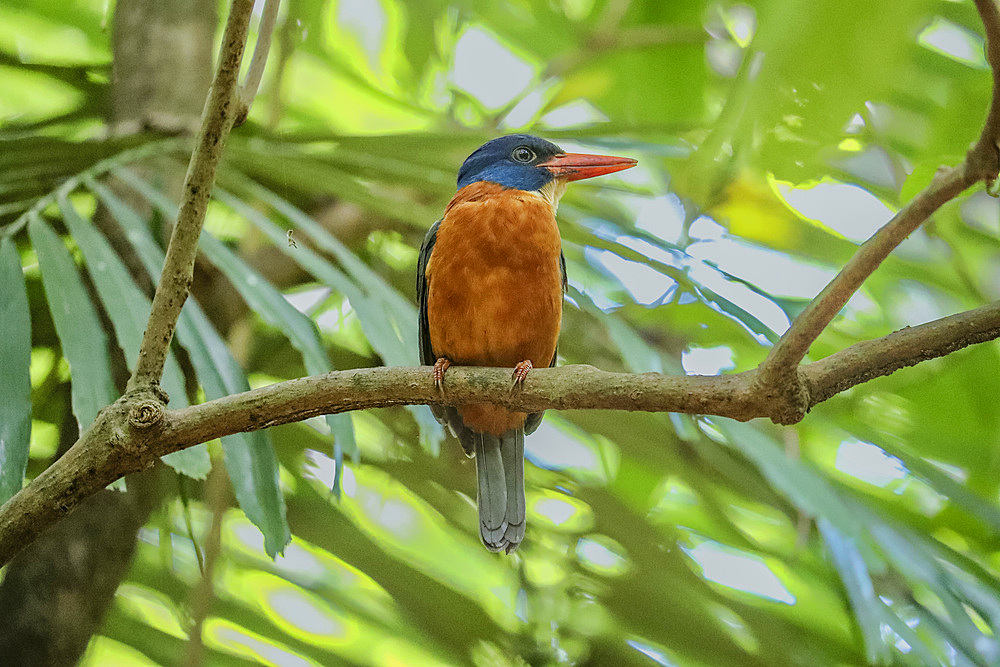 An adult stork-billed kingfisher (Pelargopsis capensis), perched in Tangkoko National Preserve on Sulawesi Island, Indonesia, Southeast Asia, Asia