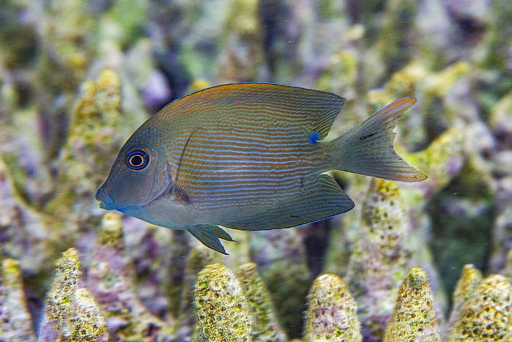 An adult lined bristletooth (Ctenochaetus striatus), off Kawe Island, Raja Ampat, Indonesia, Southeast Asia, Asia