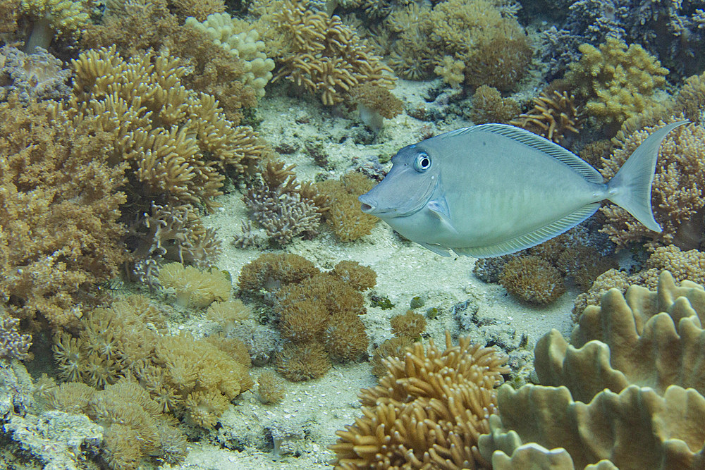 An adult humpback unicornfish (Naso brachycentron), out over the reef off Bangka Island, Indonesia, Southeast Asia, Asia