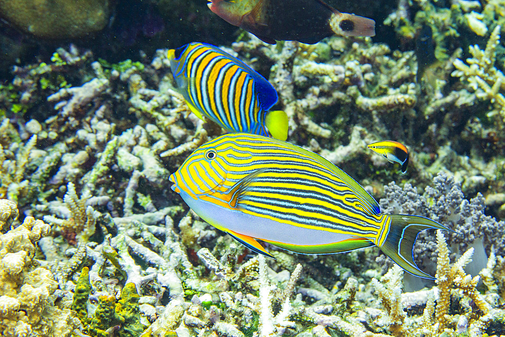 An adult striped surgeonfish (Acanthurus lineatus), on a night dive off Kri Island, Raja Ampat, Indonesia, Southeast Asia, Asia