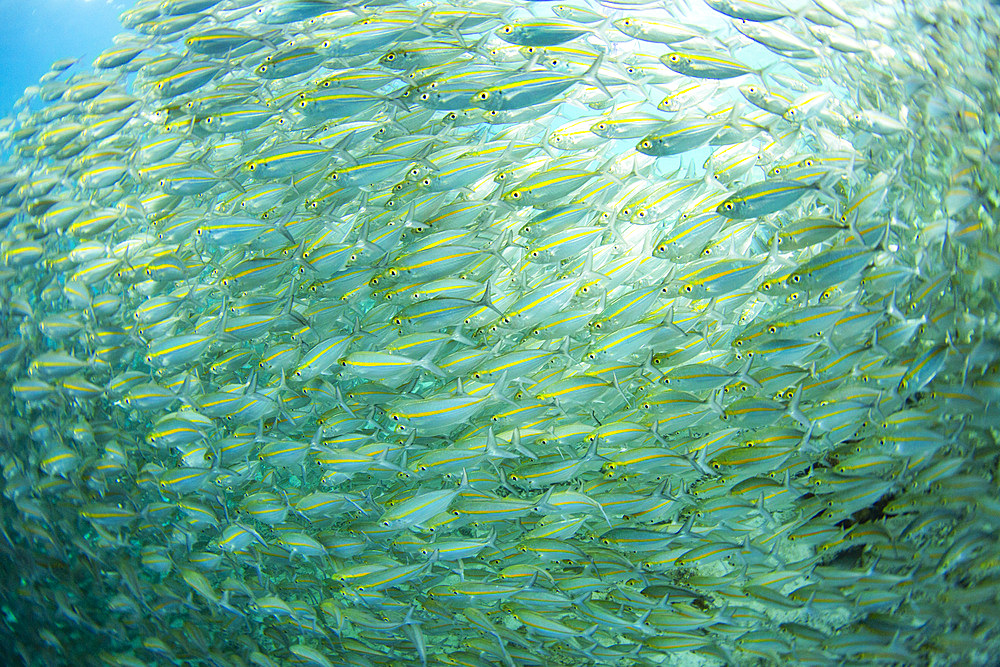 Adult bigeye snapper (Lutjanus lutjanus) schooling off Port Airboret, Raja Ampat, Indonesia, Southeast Asia, Asia