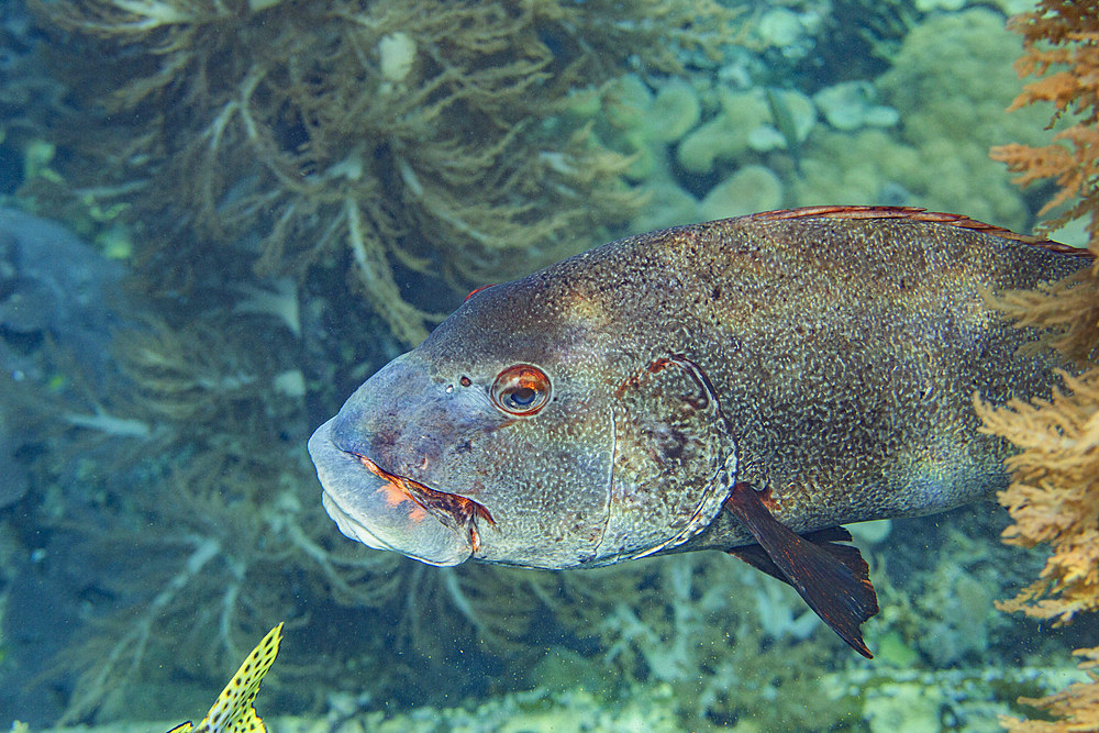 An adult giant sweetlips (Plectorhincus albovittatus), off Port Airboret, Raja Ampat, Indonesia, Southeast Asia, Asia