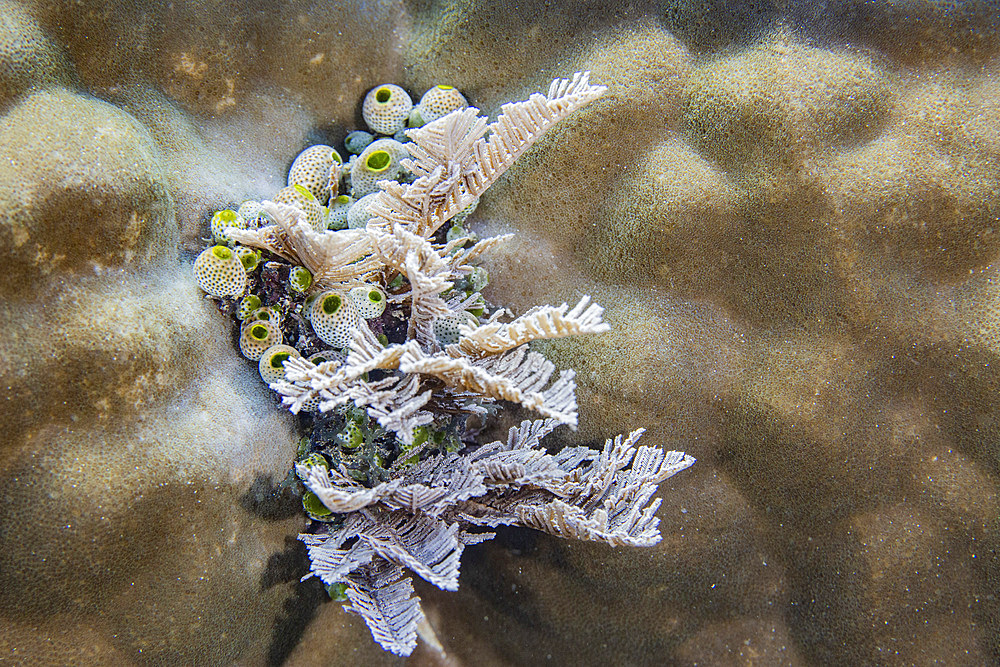 A colony of green barrel sea squirts (Didemnum molle), out over the reef off Bangka Island, Indonesia, Southeast Asia, Asia