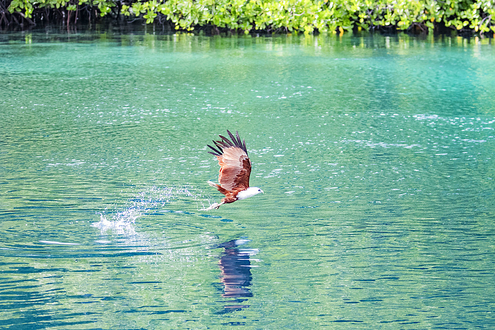 An adult Brahminy kite (Haliastur indus), catching fish on Batu Hatrim, Raja Ampat, Indonesia, Southeast Asia, Asia