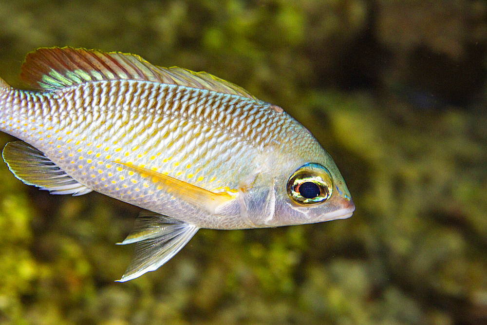 An adult pearly monocle bream (Scolopsis margaritifera), off Wohof Island at night, Raja Ampat, Indonesia, Southeast Asia, Asia