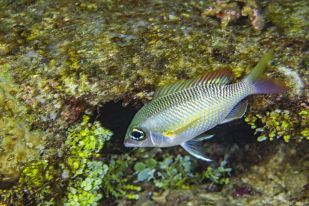 An adult pearly monocle bream (Scolopsis margaritifera), off Wohof Island at night, Raja Ampat, Indonesia, Southeast Asia, Asia