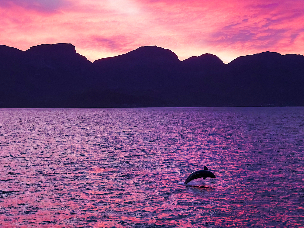 Killer whale female calf (Orcinus orca), breaching at sunset off Isla San Jose, Baja California Sur, Sea of Cortez, Mexico, North America