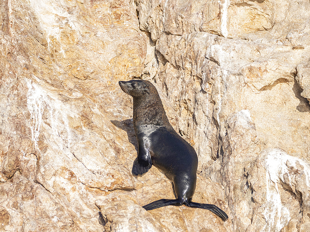 Guadalupe fur seal (Arctocephalus townsendi), at new haul out on Las Animas Island, Baja California Sur, Sea of Cortez, Mexico, North America